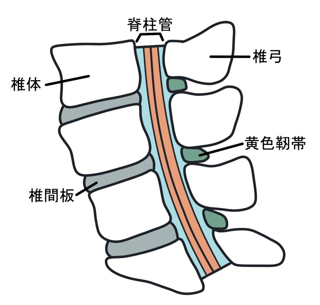 椎間板、椎体を含めた脊柱の解剖図