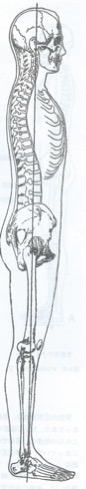 理想的な脊柱と姿勢の解剖図