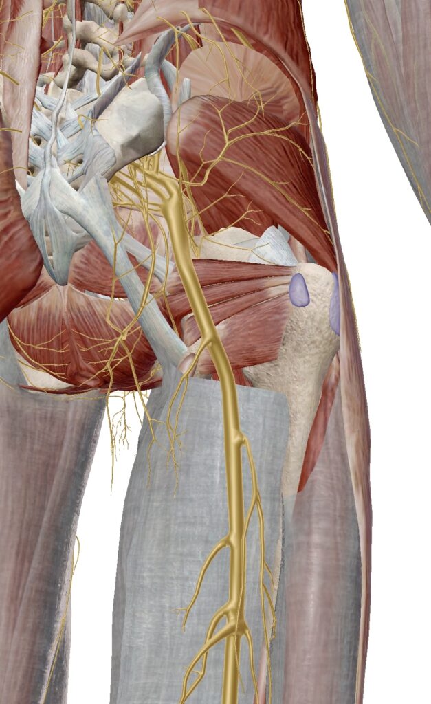 座骨神経の解剖図
